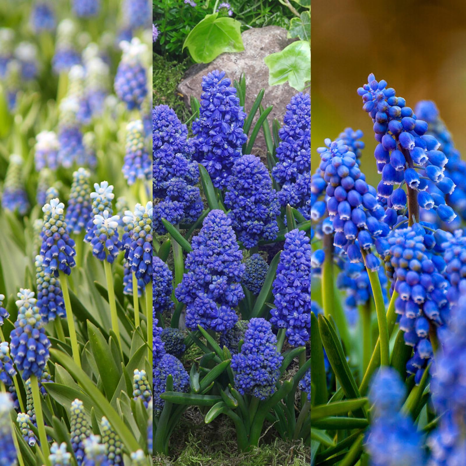 Carbeth Plants - 40 x Muscari Grape Hyacinth Spring Bulb Mix - Mixed Spring Flowering Perennials - UK Hardy Low Maintenance Pollinator Friendly - Grow in Beds, Borders and Patio Pots