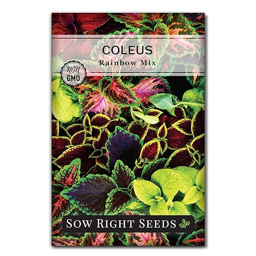Sow Right Seeds - Coleus Rainbow Mix Seeds for Planting - Beautiful Flowers to Plant in a Home Garden - Indoors or Outdoors - Non-GMO Heirloom Seeds - Attractive & Colorful - Great Gardening Gift (1)