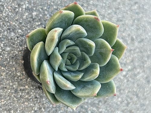 Miniatura 4 de Echeveria Alba Beauty Live Succulent Plant, 2 Inch Pot, Fully Rooted with Soil, Home and Office Decor or Gift