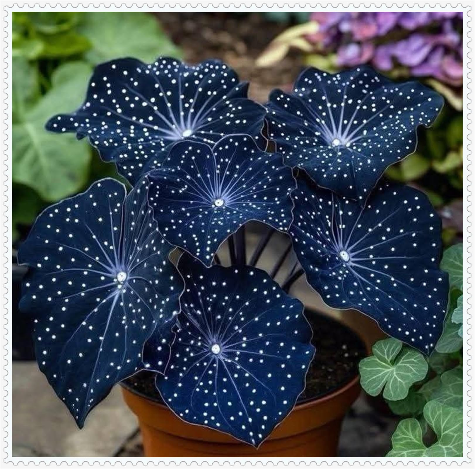Resistenti al freddo e alla siccità-Bulbi di Hosta-Hosta Bulbi-Rare-4 Bulbi-A