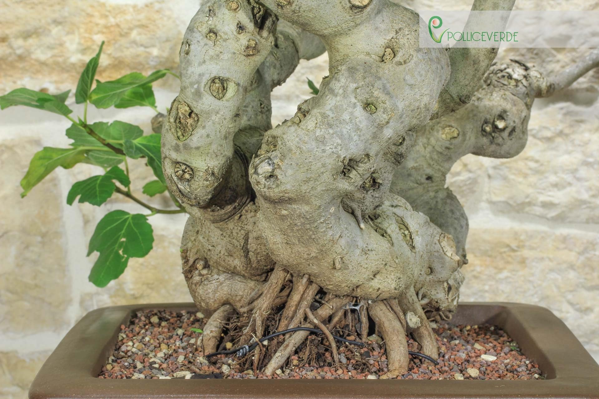 Bonsai di Fico (82)