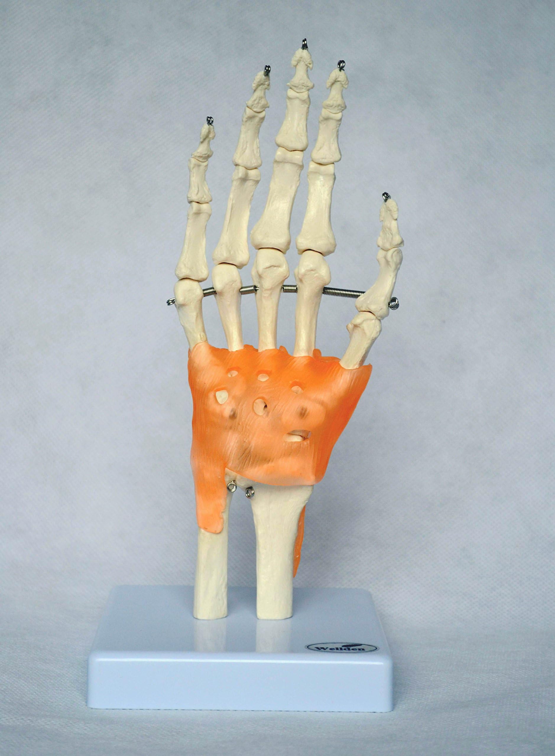 Wellden Medical Anatomical Hand Skeleton Model, with Ligament, Life Size