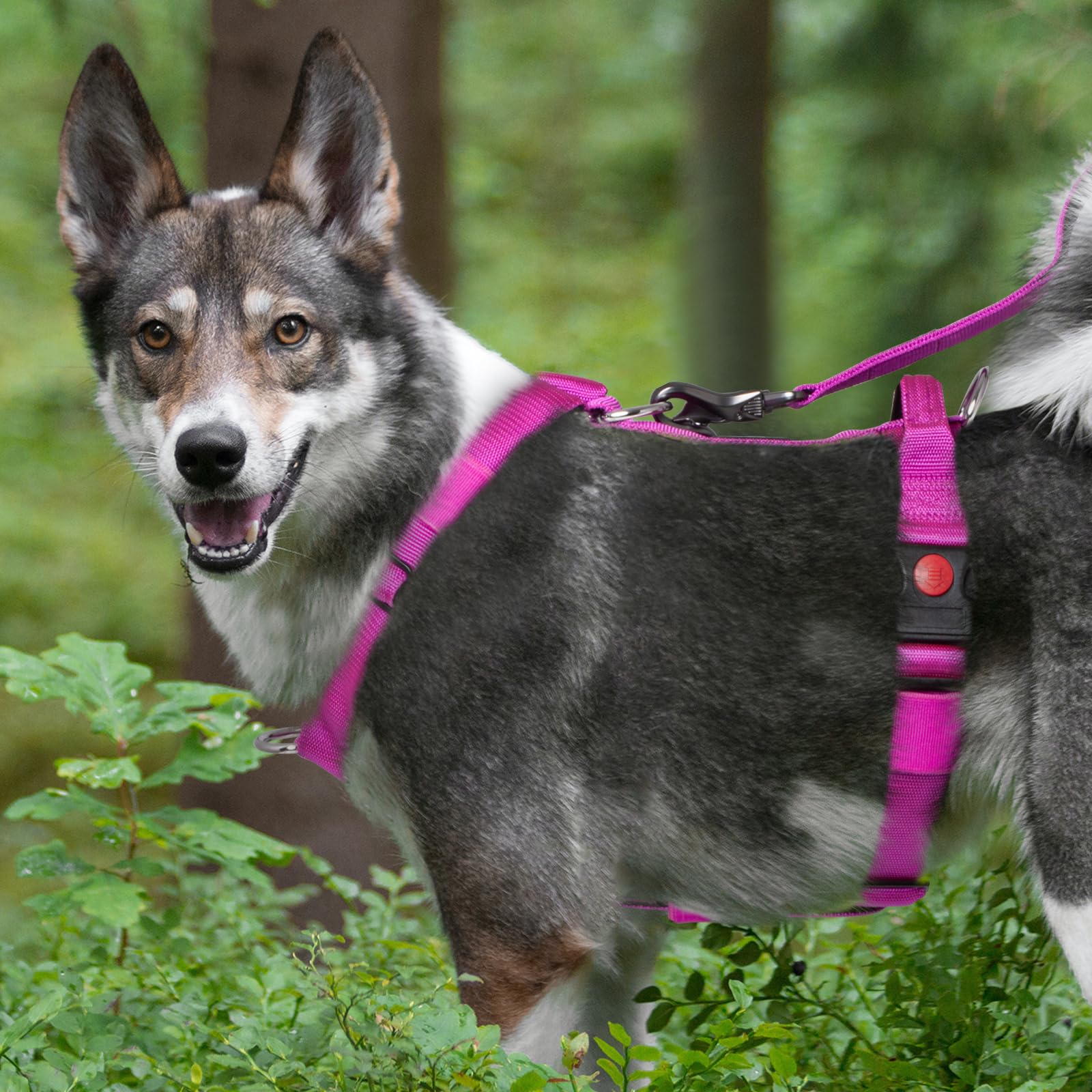 TSPRO Arnés Táctico para Perros No Pull, Alta Resistencia, Ajustable, con Asa y Hebilla de Liberación Rápida, para Perros Medianos y Grandes en Paseos al Aire Libre (Morado M)