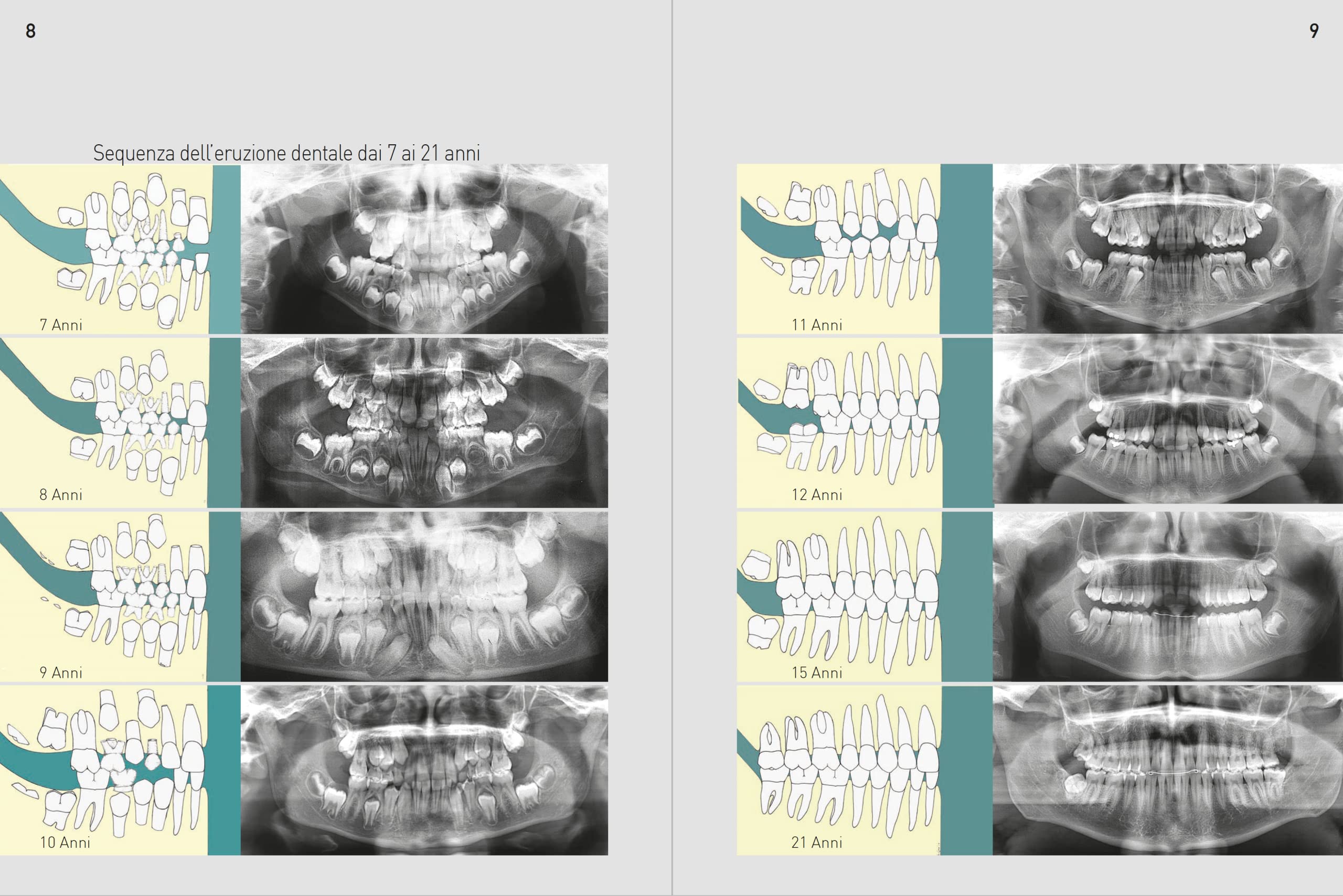 Morfologia dentale. Estetica e funzione