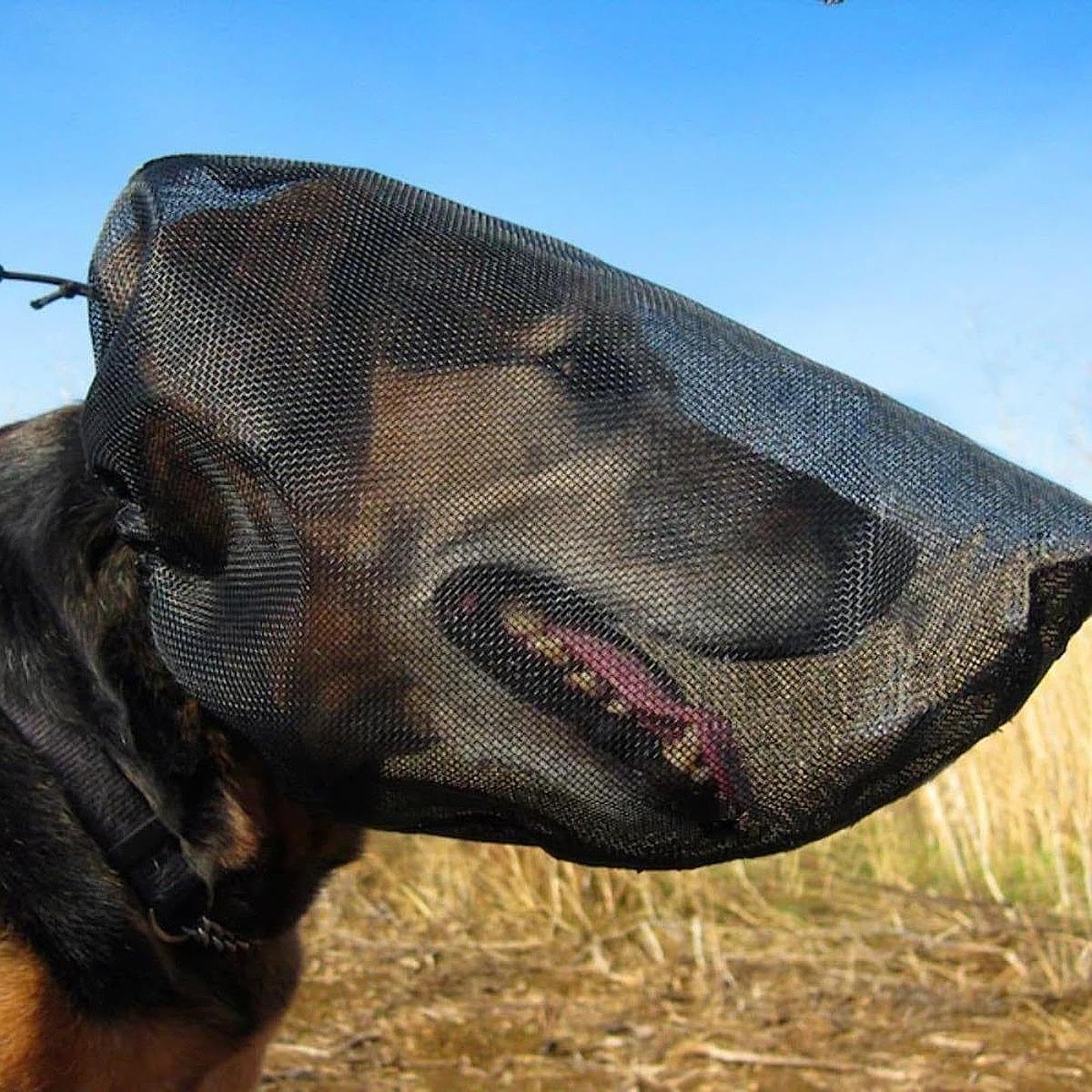 Colcolo Masque de chien, garde de filet en maille, empêchez les épines bâtons rochers du visage de chien de protection pour chiens de protection de chien pour, M