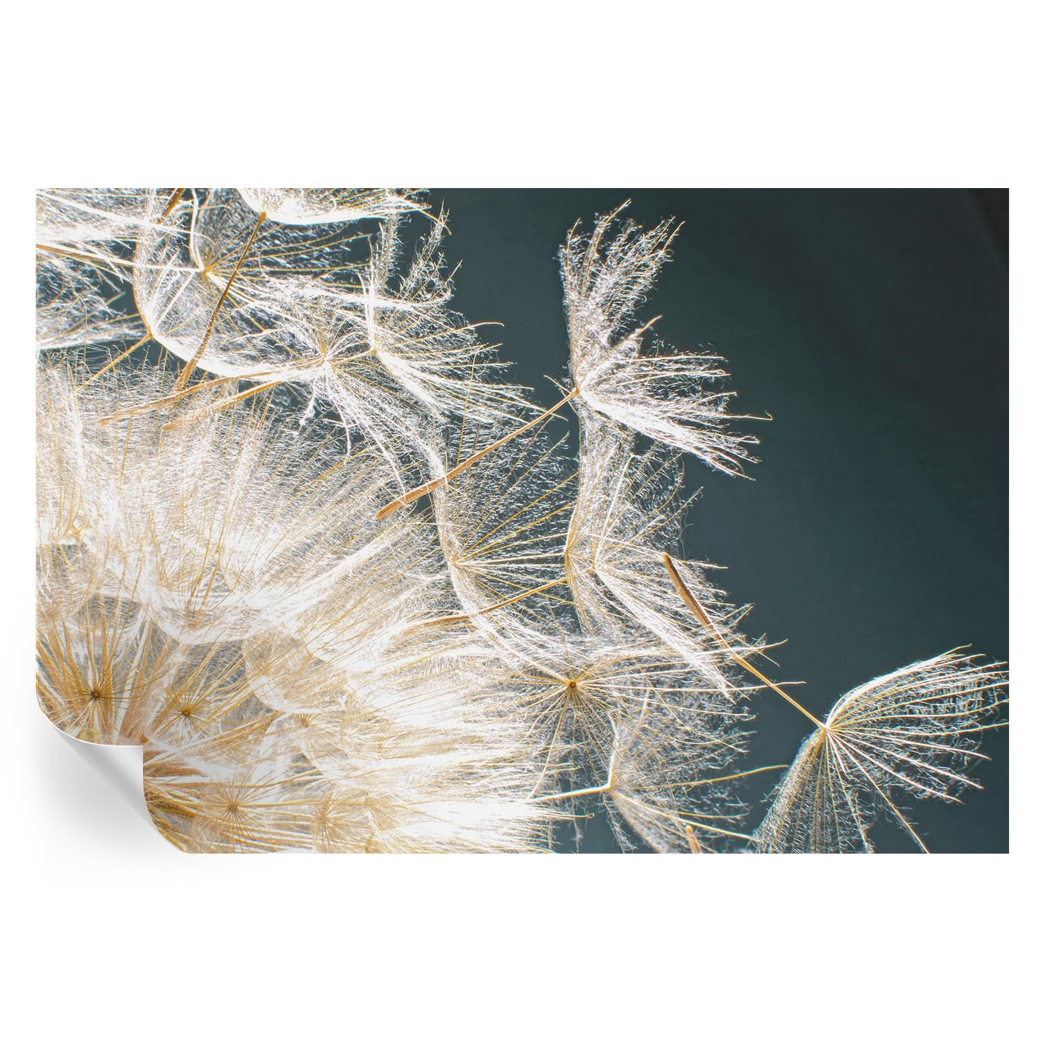 Vinilos y murales autoadhesivos de 152x104 cm con estampados florales