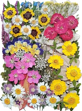 100 PCS Real Dried Pressed Flowers Leaves Natural Plant Herbarium for DIY Resin Mold Jewelry Making CraftColorful