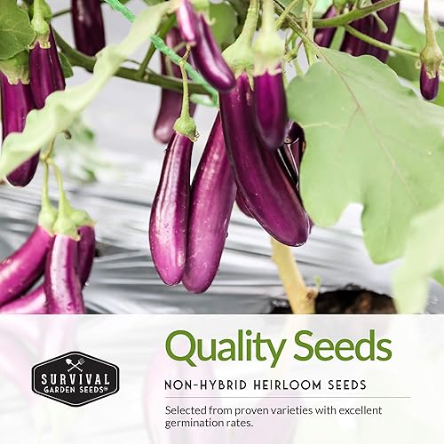 Miniatura 3 de Survival Garden Seeds Colección de berenjenas, 3 variedades, semillas de berenjena italianas largas, moradas, negras y nevadas, semillas