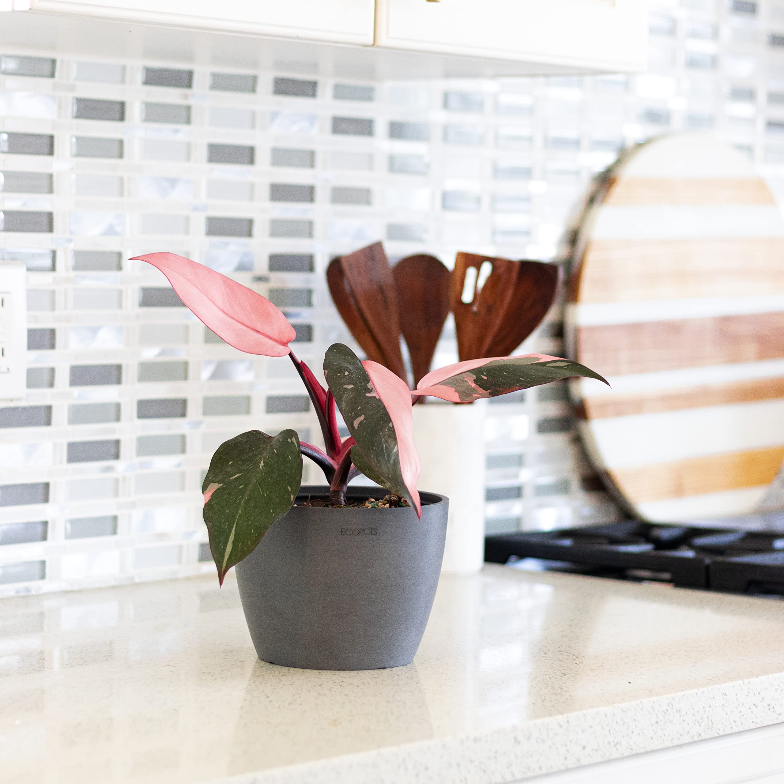 Amazon.com : Pink Princess Philodendron Live Plant in 6-inch White