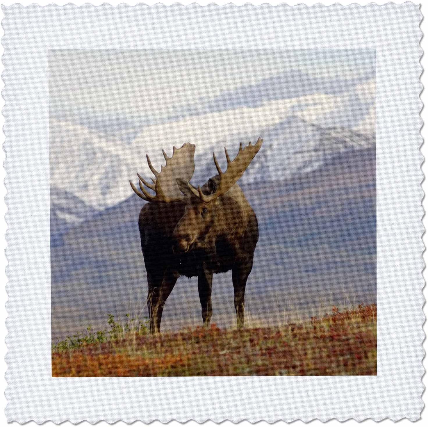 3dRose qs_87701_3 Moose Bull Wildlife, Denali National Park, Alaska US02 SKA3065 Steve Kazlowski Quilt Square, 8 by 8-Inch