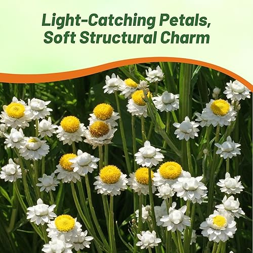 Miniatura 6 de Outsidepride Ammobium Alatum - Semillas eternas  10000 piezas de flores perennes, blanco plateado y centradas en oro, flores eternas aladas,