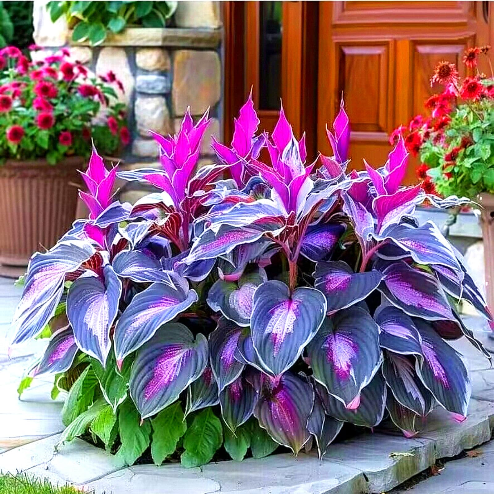Hosta – Compact Blue-Green Leaves – Good for semi-Shady environments,Hardy Perennial, Plants UK, Excellent Display-6bulbs-Z