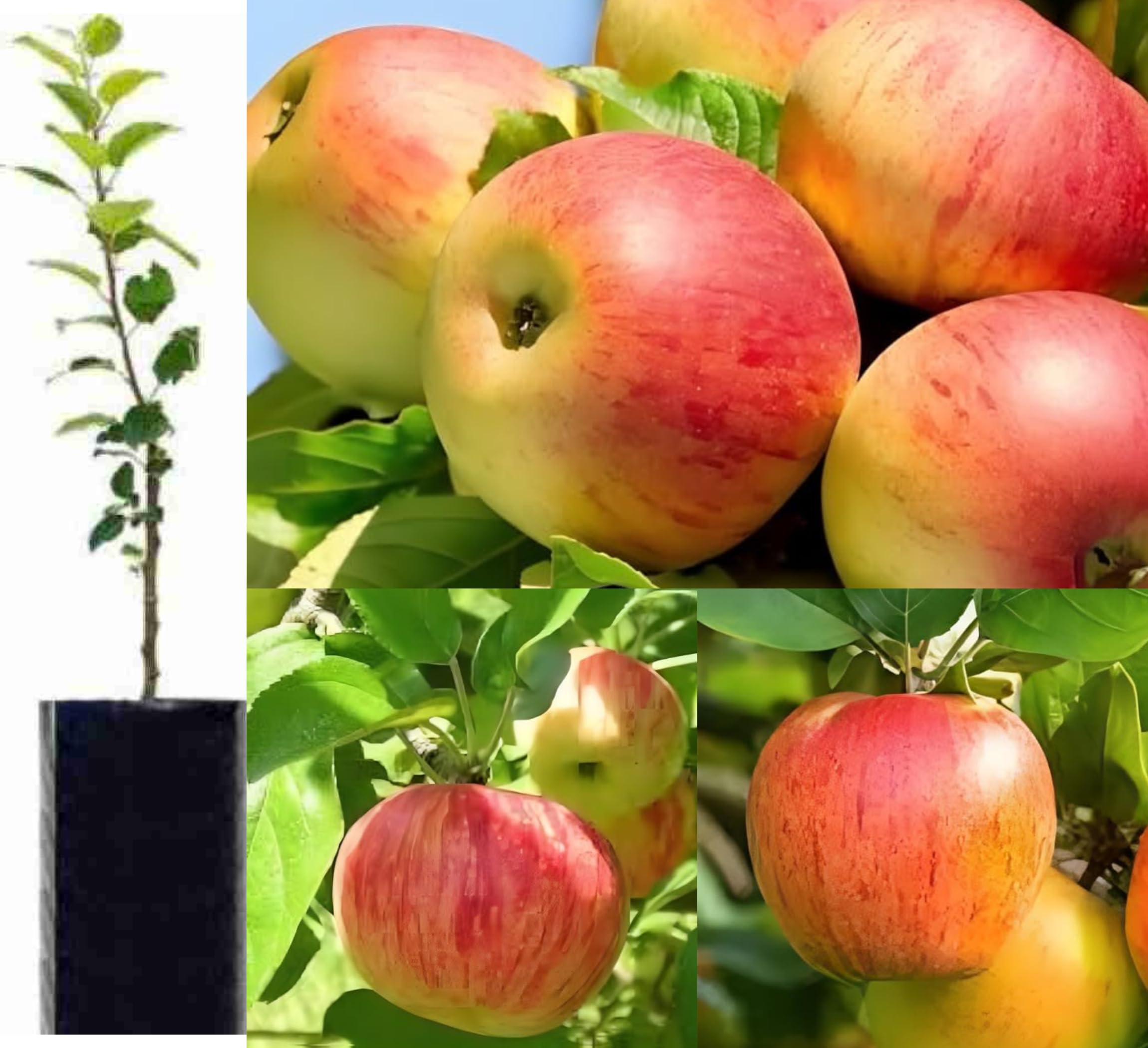 CPEYARE Apple Plant Hybrid All Seasons (Plant Height 2-3 Feet) Apple Tree Plant Hybrid Live Fruit Plant For Home Garden Apple Fruit Plants Live Hybrid All Season (B0DG9L6R1T) Amazon Price History, Amazon Price Tracker