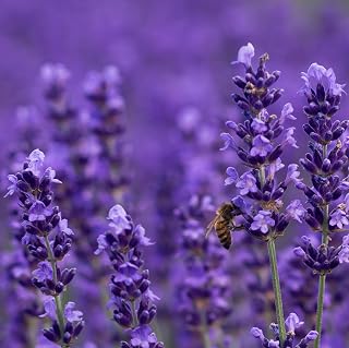 Suttons English Lavender Garden Fragrance Flower Hardy Shrub Low Maintenance Pollinating Plant Evergreen Foliage Patio Containers 5, 10, 15 or 20 Jumbo Plugs