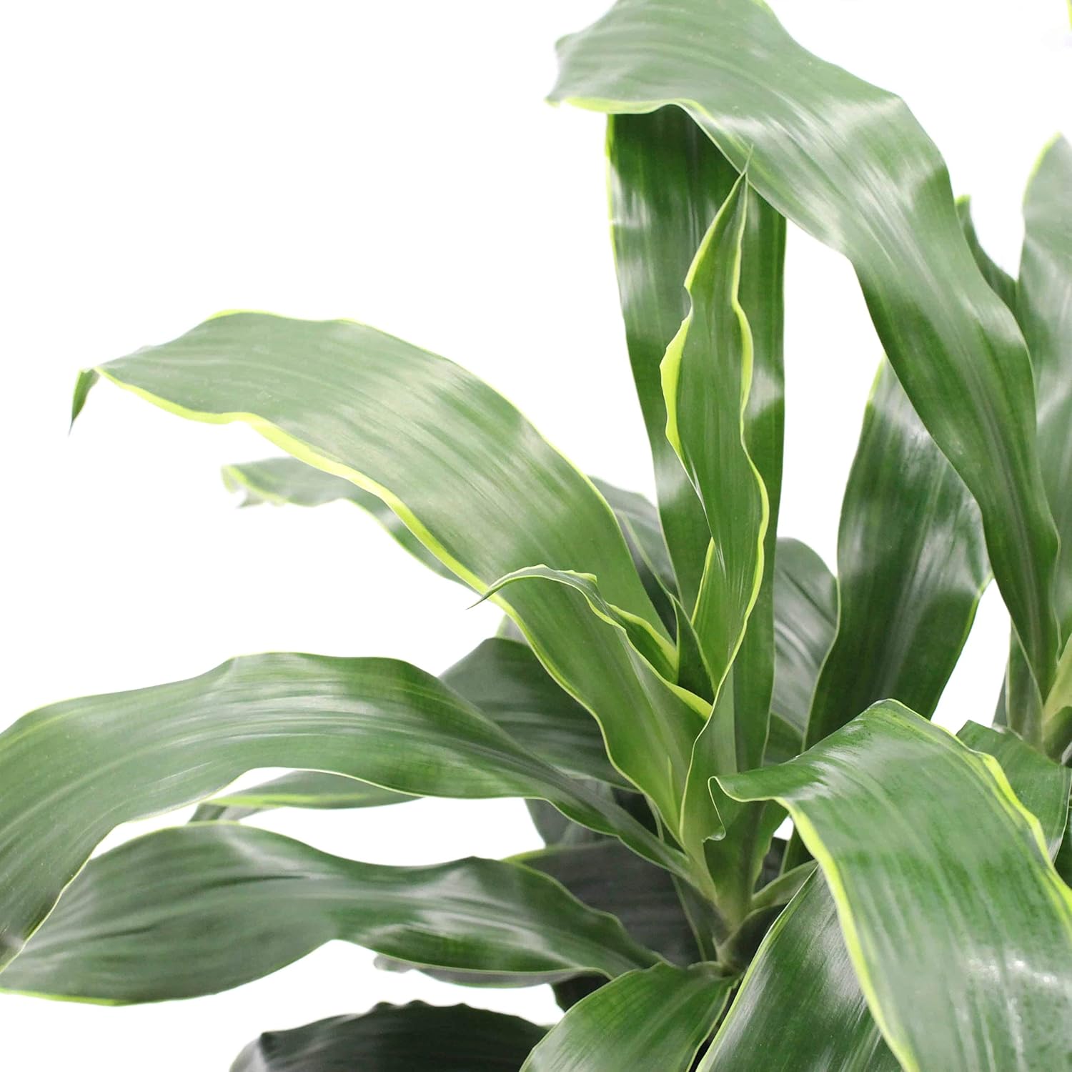 Dracaena Art Carmen - Live Plant in an 8 Inch Growers Pot - Dracaena Deremensis “Art Carmen” - Beautiful Indoor Air Purifying Houseplant