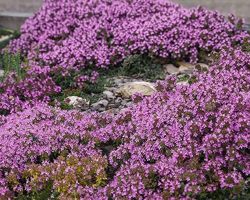 Más de 600 tomillo rastrero de alfombra morada, semillas de plantas perennes de cobertura del suelo, semillas de trébol rojo reliquia para plantar