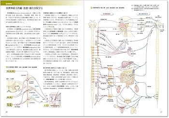 カラー図解 人体の正常構造と機能〈9〉神経系(2)【改訂第4版】 | 久野