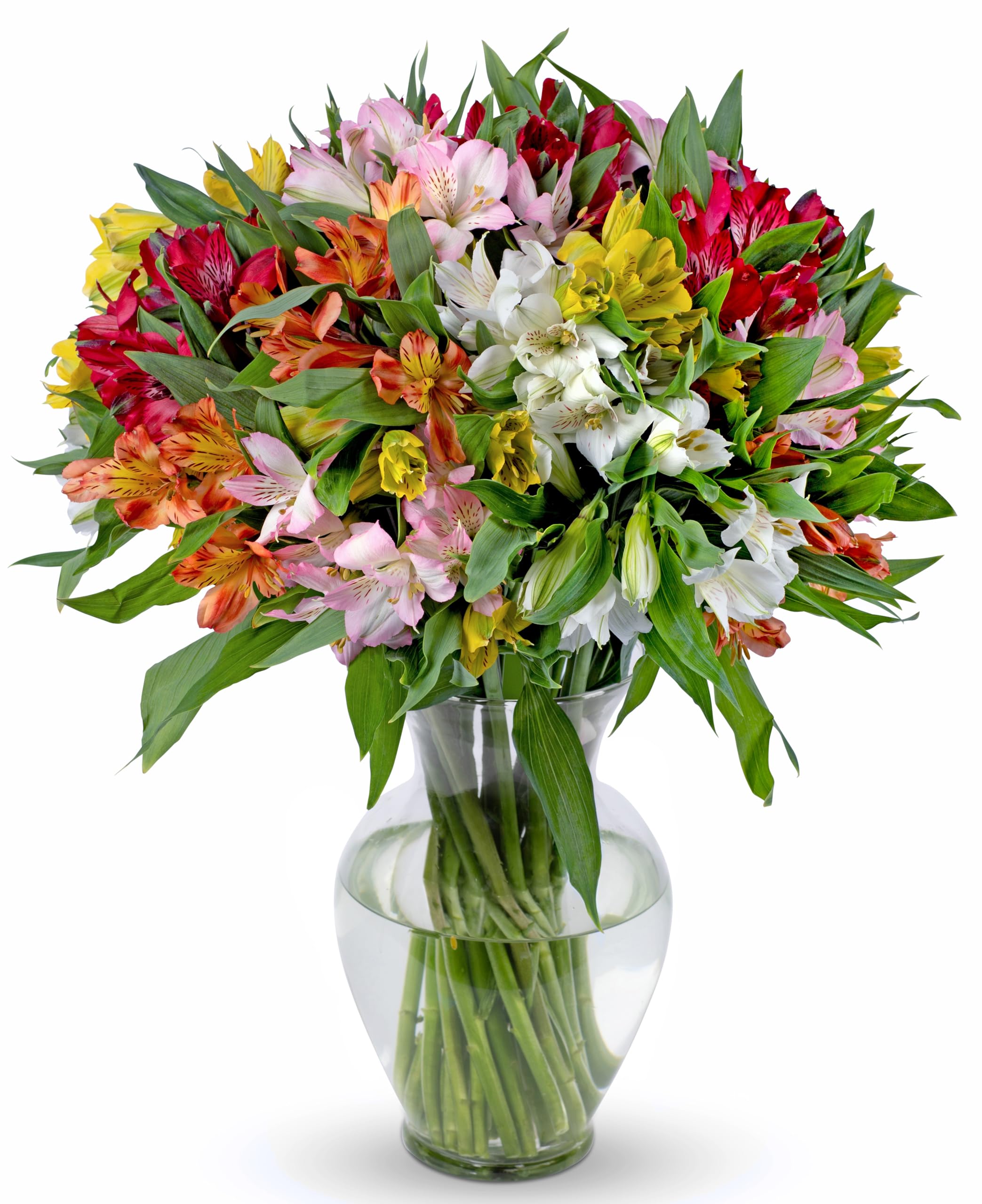 Benchmark Bouquets - 20 Stem Peruvian Lilies (Glass Vase Included) - Fresh Flowers for Delivery - Gift for Birthday, Anniversary, Sympathy, Get Well, Congratulations, Thanksgiving, Christmas