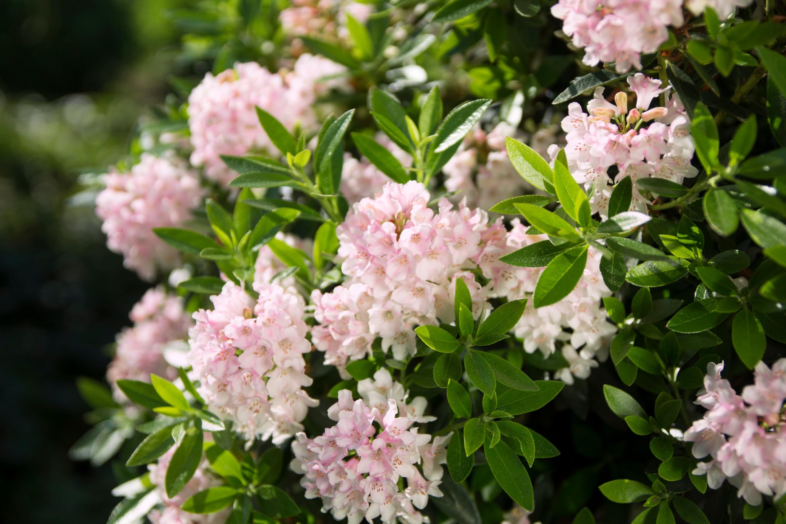 Rhododendron Bloombux Pink  immergrner Zierstrauch, winterhart,  bienenfreundlich, ideal fr Hecken & Kbel C5 : Amazon.de: Garten