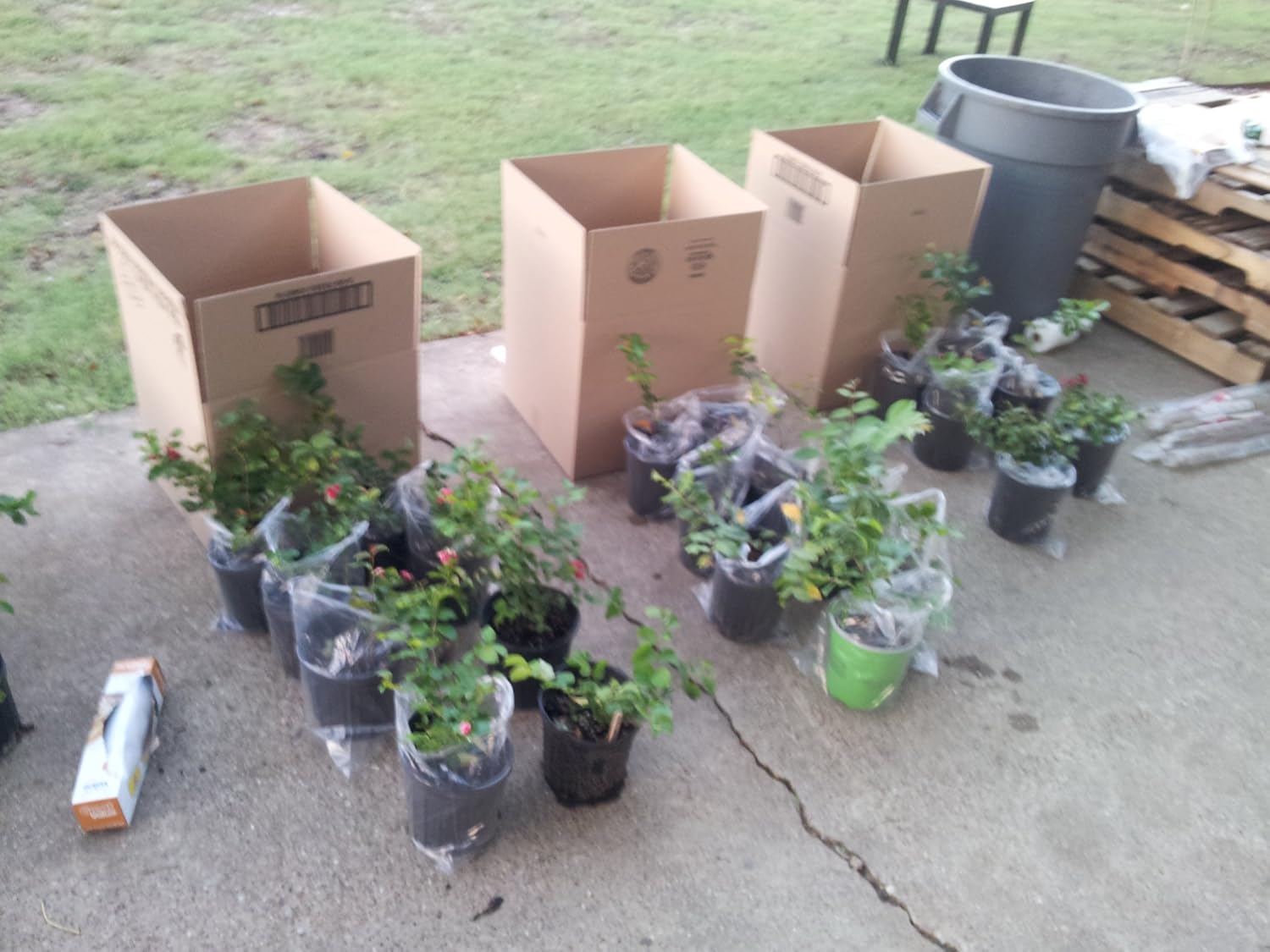 4 Pack Catawba (Purple) Crape Myrtle Trees