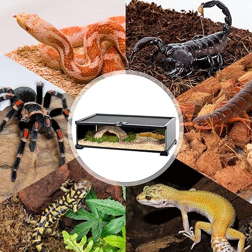 REPTIZOO Small Reptile Tank 20" x 12" x 6" Glass Reptile Terrarium with Top Feeding Habitat for Snake Spider(20" x 12" x 6")