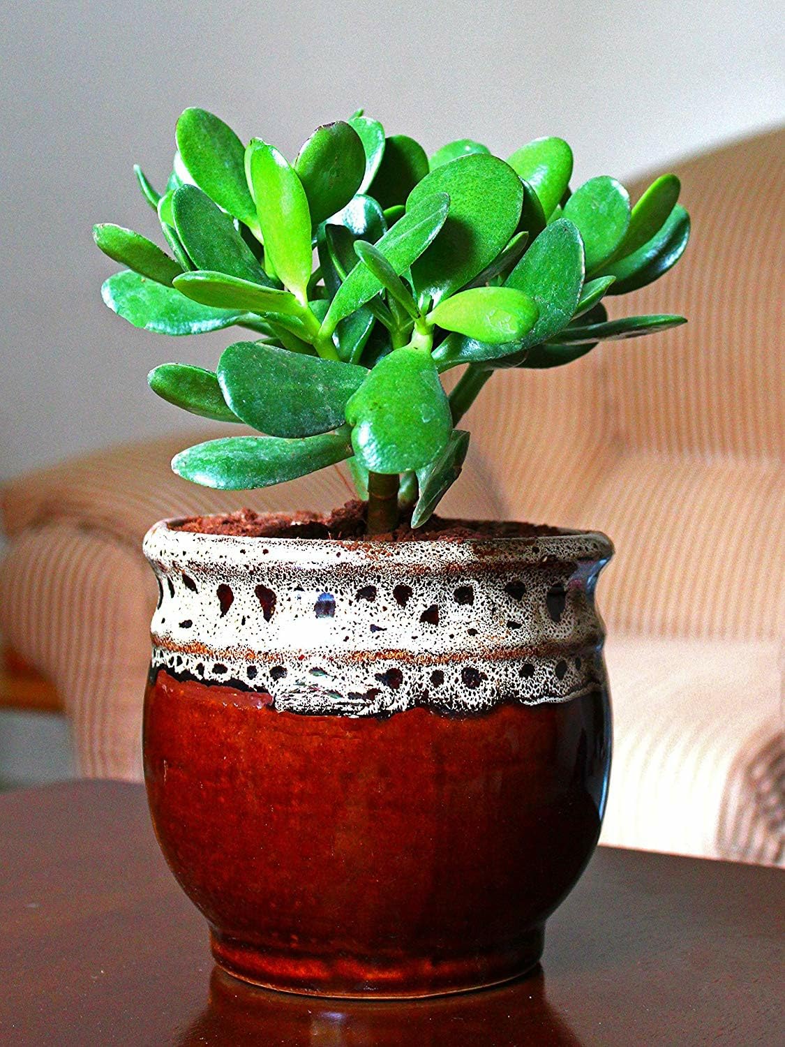Jade Plant (Battan Bel) Live Plant - Indoor Succulent Hardy Elegance for Your Living Space (Pack of 1) A_23-image-32