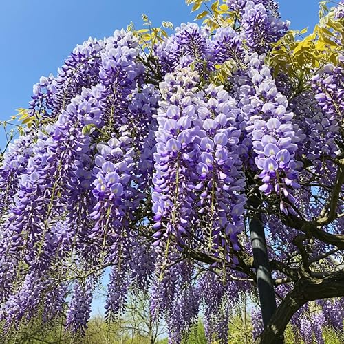 Miniatura 6 de Semillas de vid para plantar cultiva enredaderas increíbles para paisajismo, paredes o cercas (enredadera de trompeta naranja)