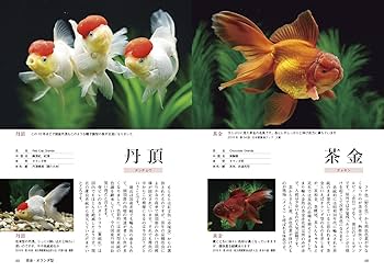 きんぎょページ きんぎょ飼育図鑑 (アクアライフの本) | 杉野 裕志 |本 | 通販