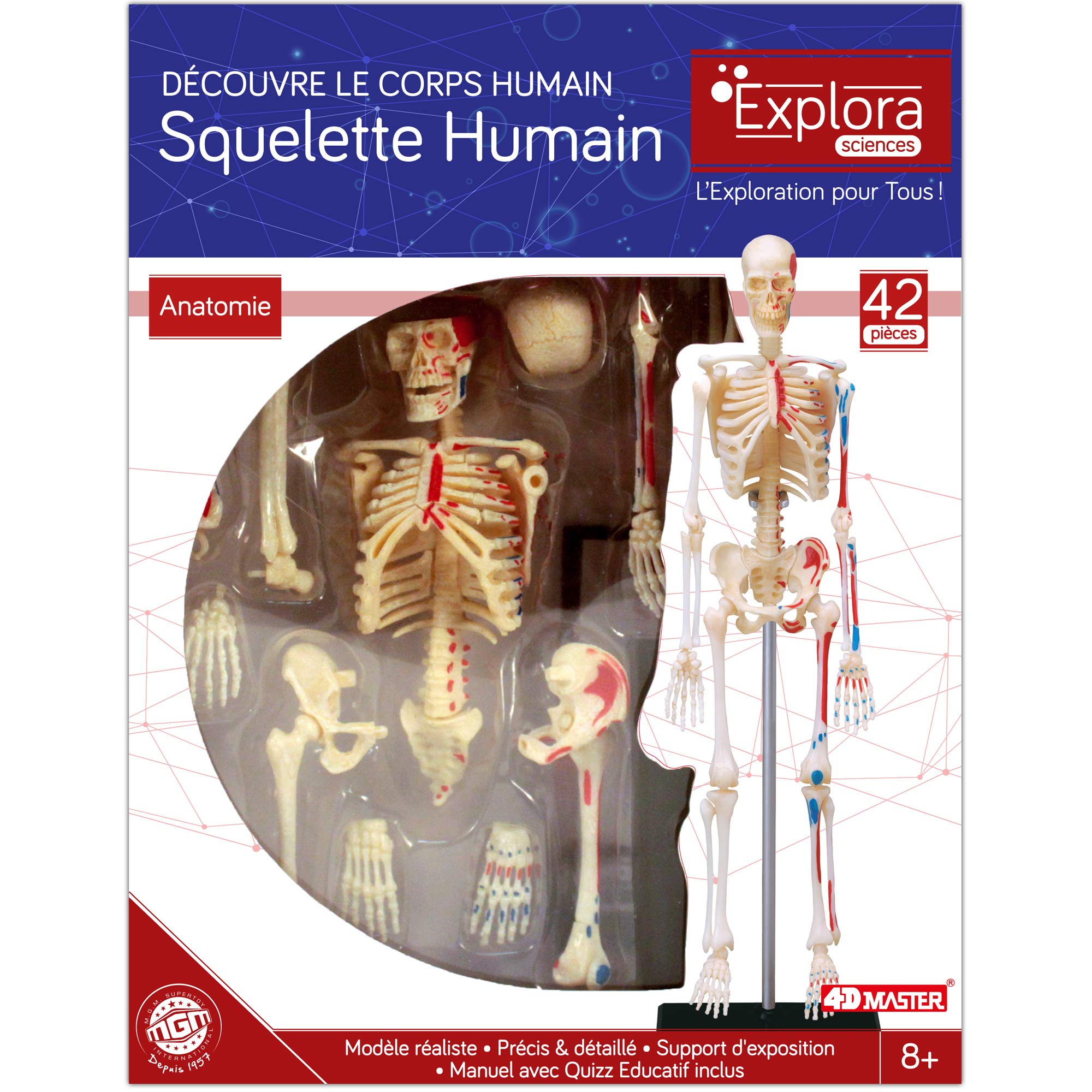 Diagramme détaillé de l'anatomie du corps humain avec les noms des