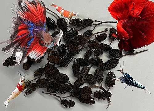 Miniatura 7 de Awesome Aquatic - Tanque de conos de aliso y casuarina promueve el hábitat natural, la reproducción, la producción de taninos mejora la inmunidad,