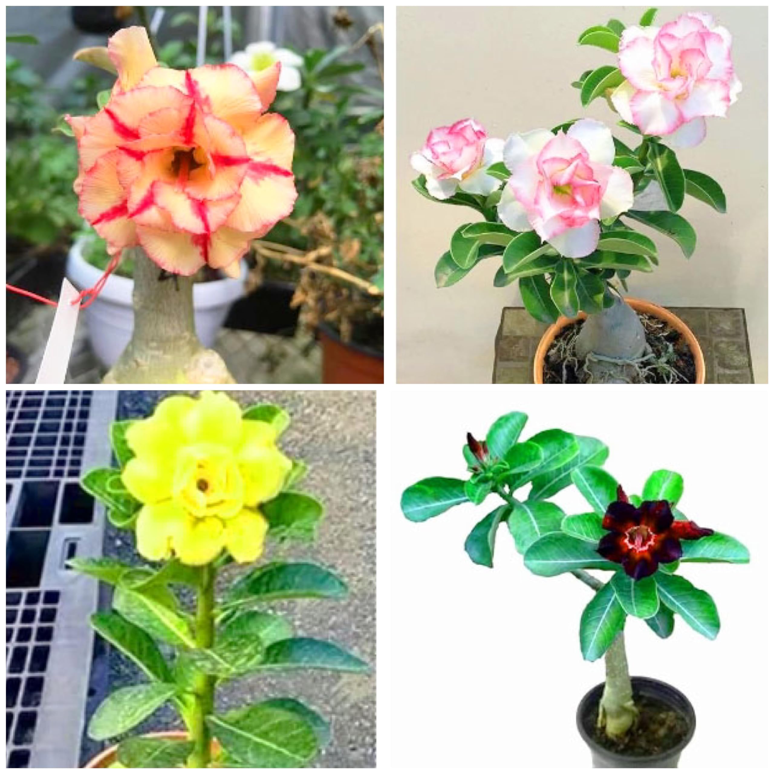 Adenium Live Plant Pack Of 4 (All Are Unique Color) (B0CJQ3PZV7) Amazon Price History, Amazon Price Tracker