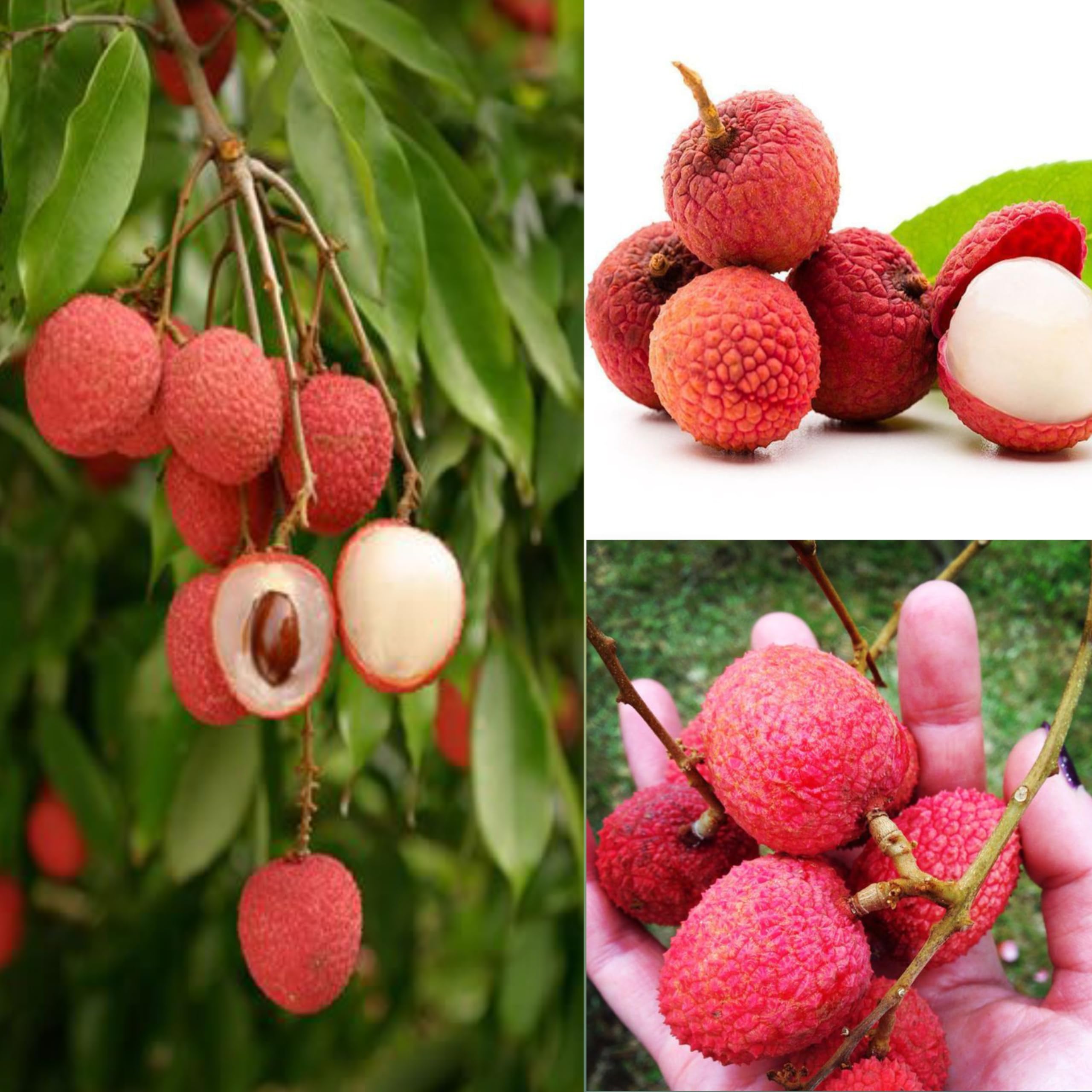 See full amazon price history chart for Eroanvia Combo 2 "Late Seedless Litchi "Grafted Hybrid - Healthy Live Super Yielding Early Fruting Late Seedless Litchi Fruit Plant -.5 Ft Height Live Plant For Home Garden Eroanvia Combo 2 "Late Seedless Litchi "Grafted Hybrid - Healthy Live Super Yielding Early Fruting Late Seedless Litchi Fruit Plant -.5 Ft Height Live Plant For Home Garden (B0CH8M7QM8) Amazon Price History, Amazon Price Tracker