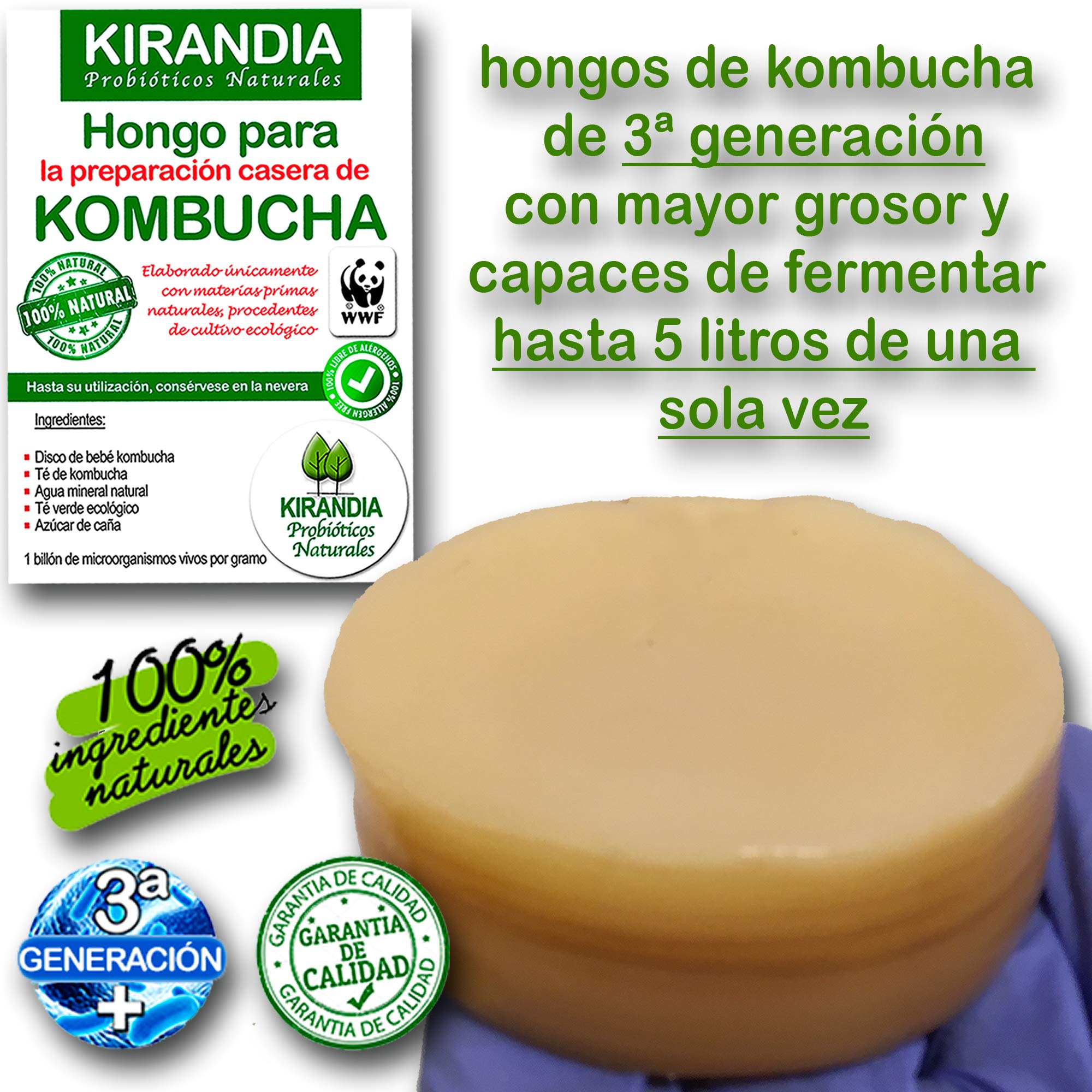 Baby KOMBUCHA FRESCO, SCOBY KOMBUCHA - Con Registro Sanitario (RGSEAA) - Crea il Tuo Tè Biologico Kombucha a Casa