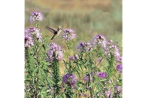 CHUXAY GARDEN Cleome Seeds: Perennial Bee Flower for Fall