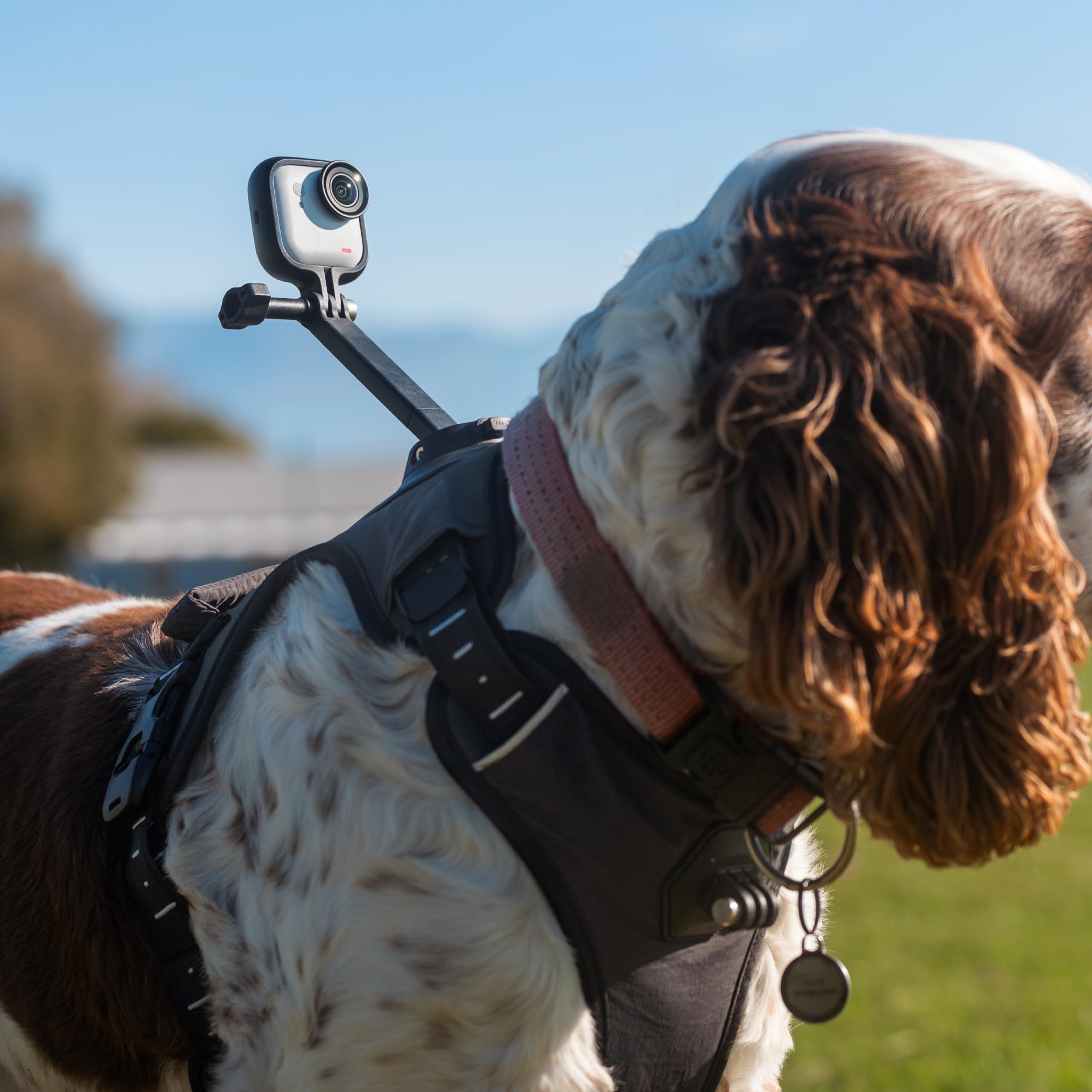 Insta360 GO 3/GO 3S - Soporte de arnés para mascotas, talla M (GO Ultra)