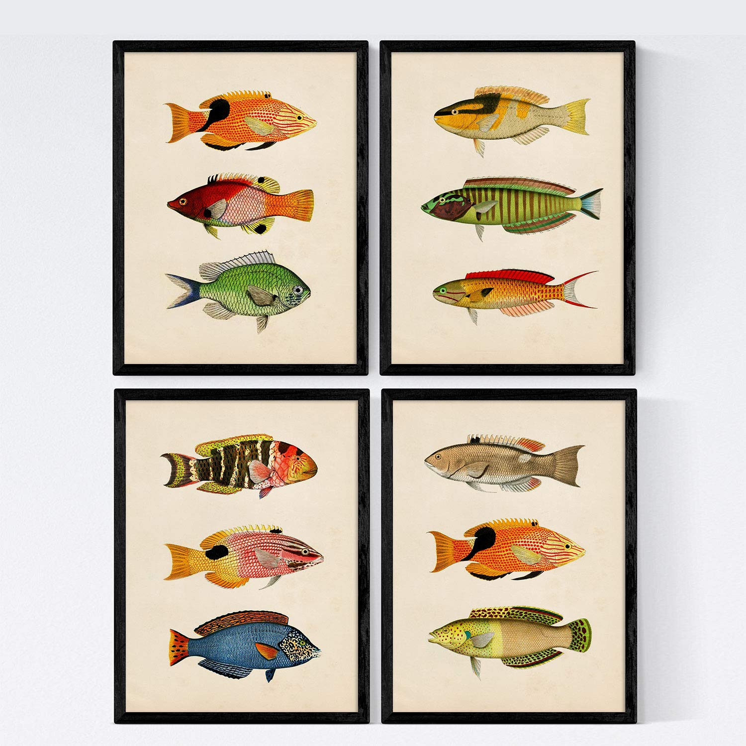 Nacnic Set 4 prints of fish vintage colorful effect. Elat. Composition of 12 different fish in A3 size, frameless.
