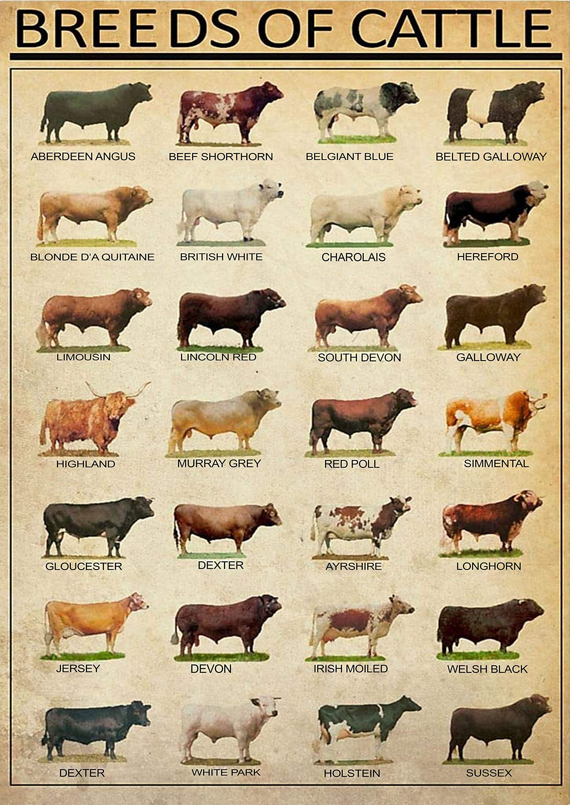 AZOLID Vintage Metal Tin Signs Breeds of Cattle Cow Tin Signs Vintage Funny Bar Club Cave Home Kitchen Wall Decor 30X20CM