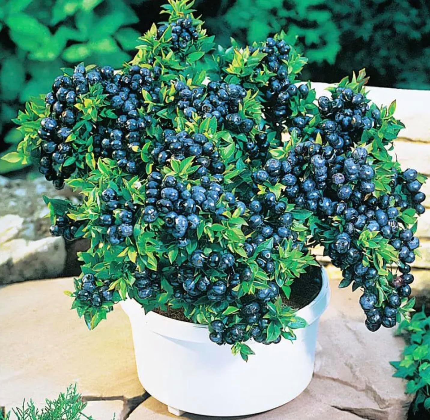 Top Hat Dwarf Blueberry Plants (Pack of 2) - Live Starter Plants for Containers - Ideal for Patios and Small Gardens - USDA Zones 3-8