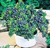 Top Hat Blueberry Plants - Pack of 2 (Two) - Perfect for Containers - Live Dwarf Blueberry Plants for Planting - 5-8 inch
