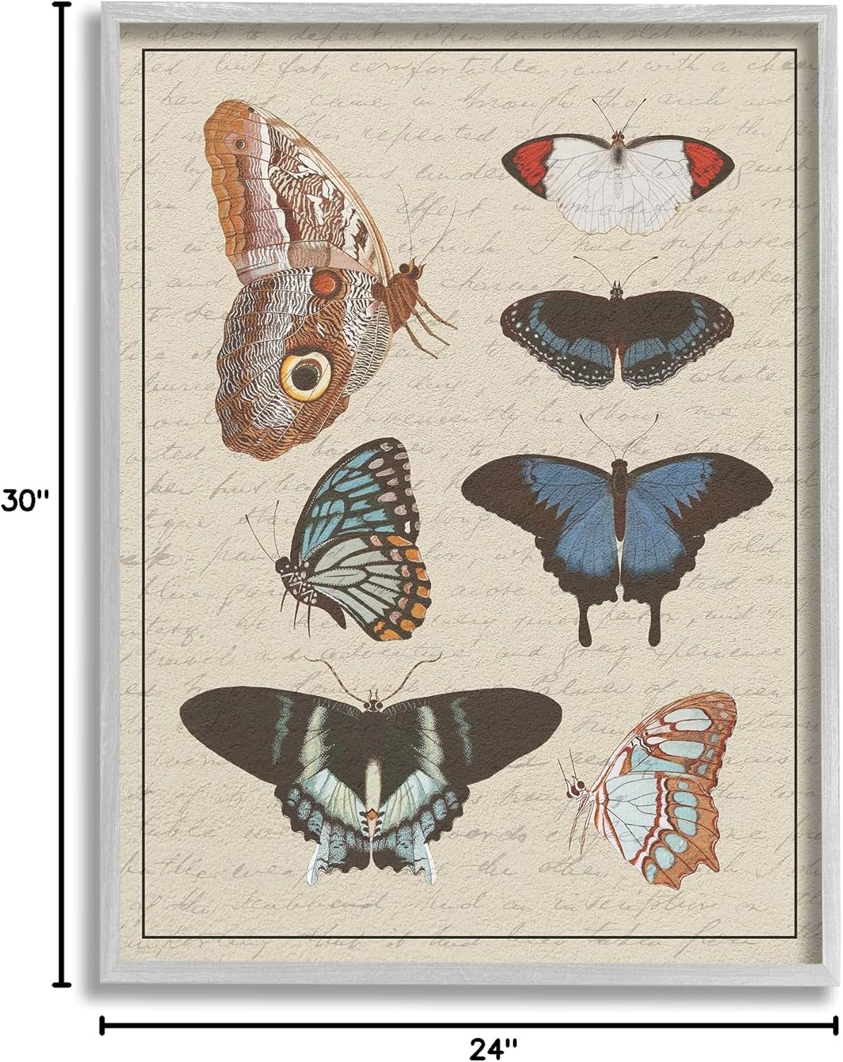Stupell Industries Butterfly and Moth Study Vintage Cursive Script, Designed by Daphne Polselli Gray Framed Wall Art, 24 x 30, Multi-Color