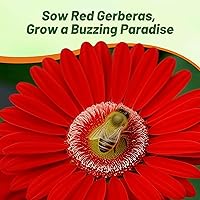 Vista 41 de Outsidepride Bicolor Mix Gerbera Seeds - 10 Pcs Perennial, Compact & Low Maintenance, Flower Seeds for Planting w/Vibrant Mixed Blooms, Ideal for