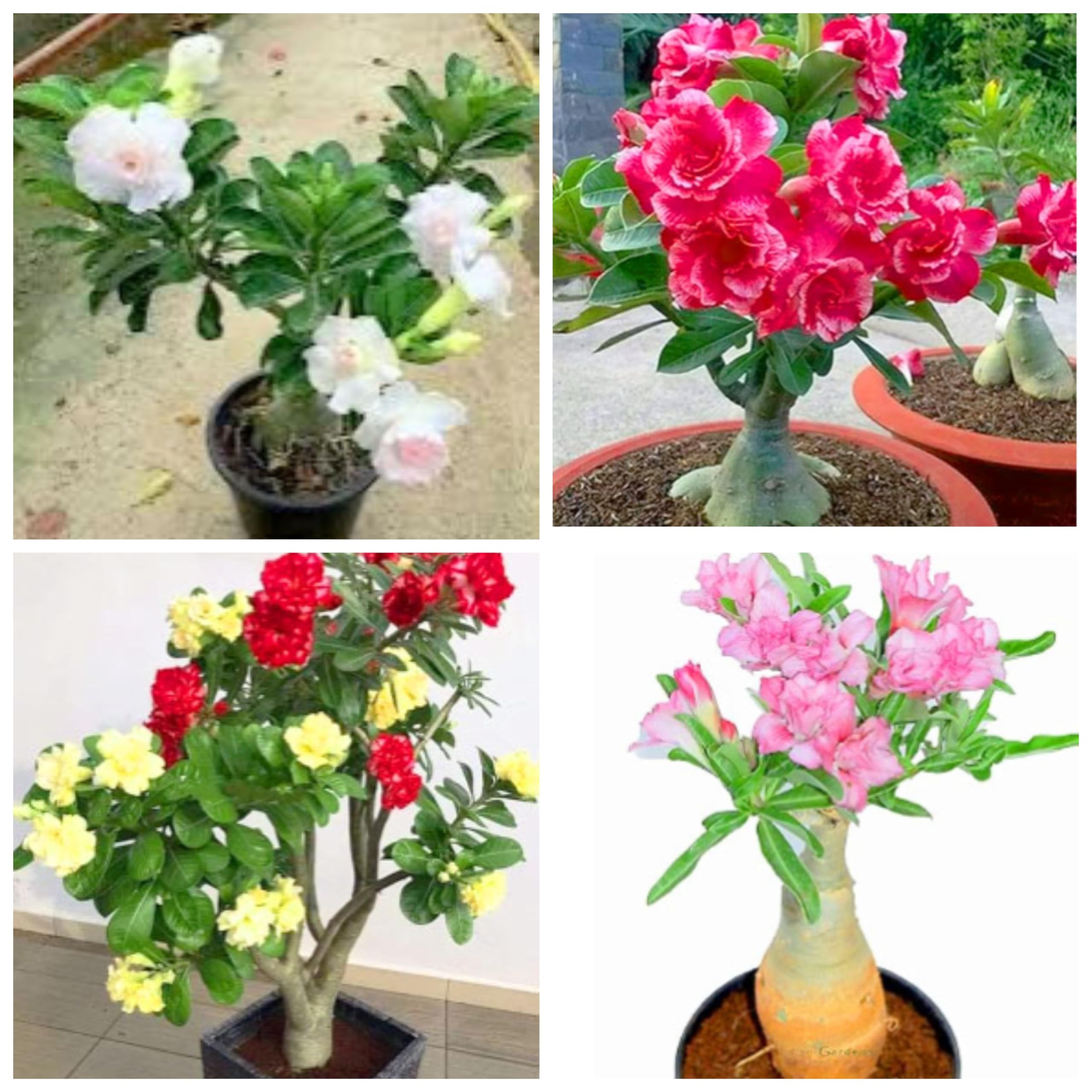 Adenium Live Plant Pack Of 4 Combo (Rosey Plant For Gardening) All Are Geniune Color (B0CPQ3HFQJ) Amazon Price History, Amazon Price Tracker