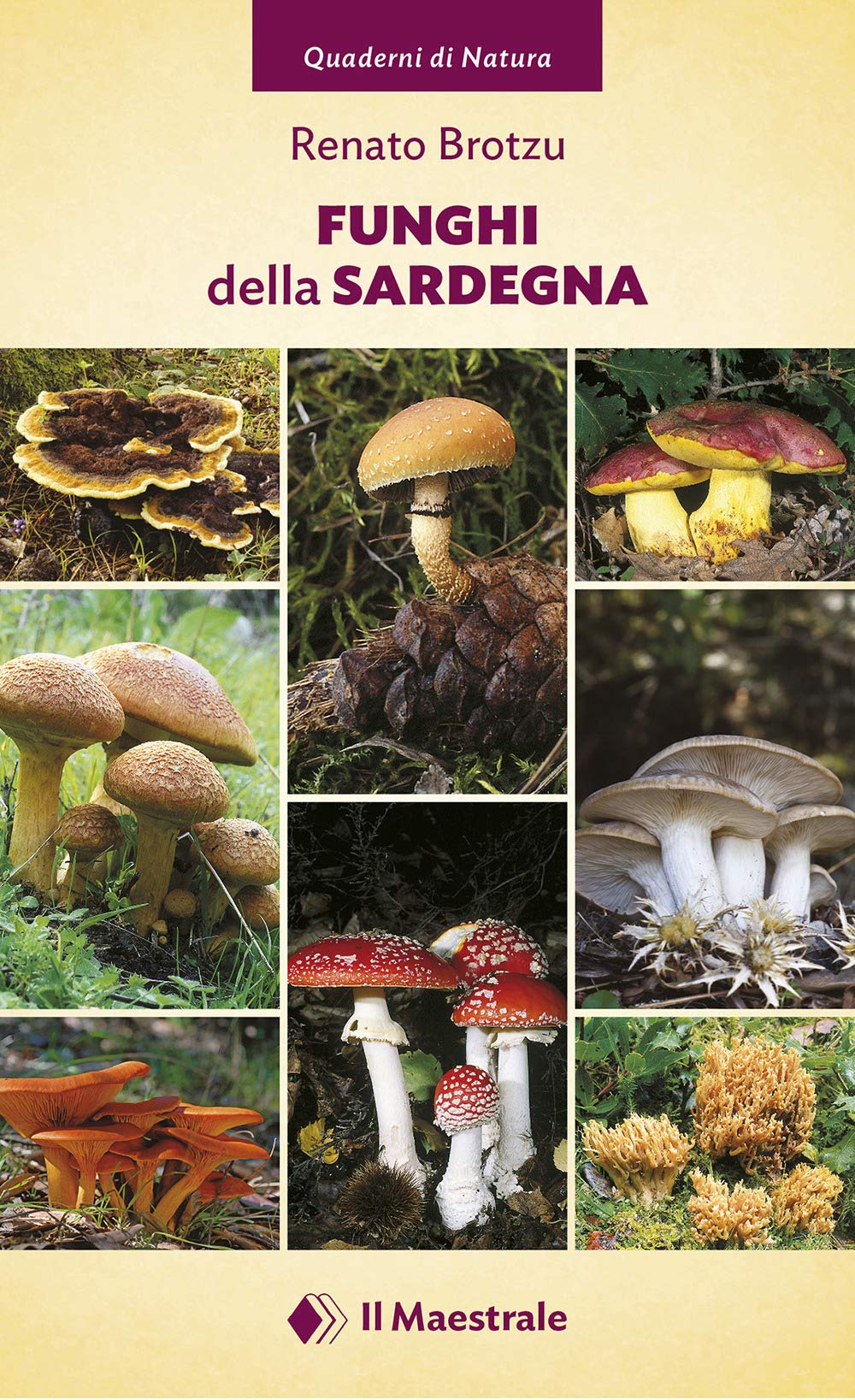 Funghi Della Sardegna. Ediz. A Colori - 4