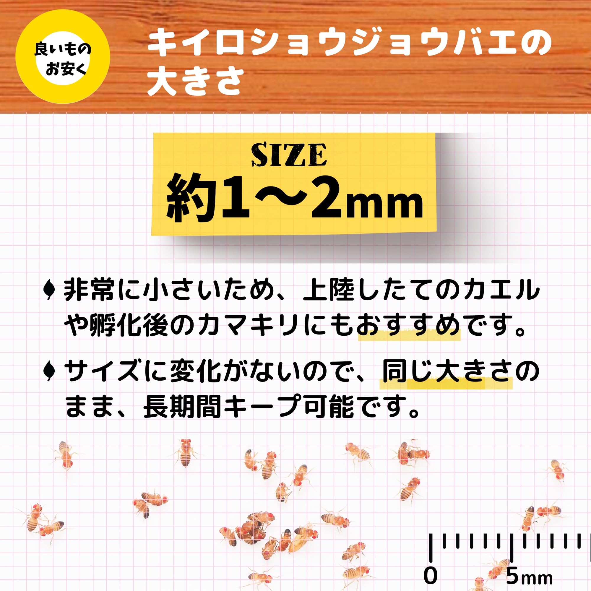 Amazon | キイロショウジョウバエ 300匹（200匹+死着保障分100匹 