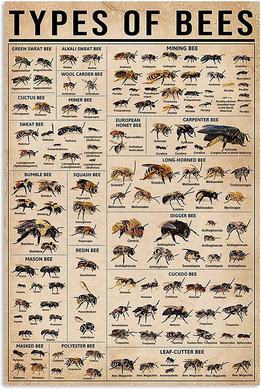Bee Types Metal Sign Types of Bee Poster Knowledge Poster Bee Lover Honey Bee Lover Tin Sign Plaque Retro Wall Decor for Home Office Bathroom Bar Club Cafe Men Cave 8x12 Inches