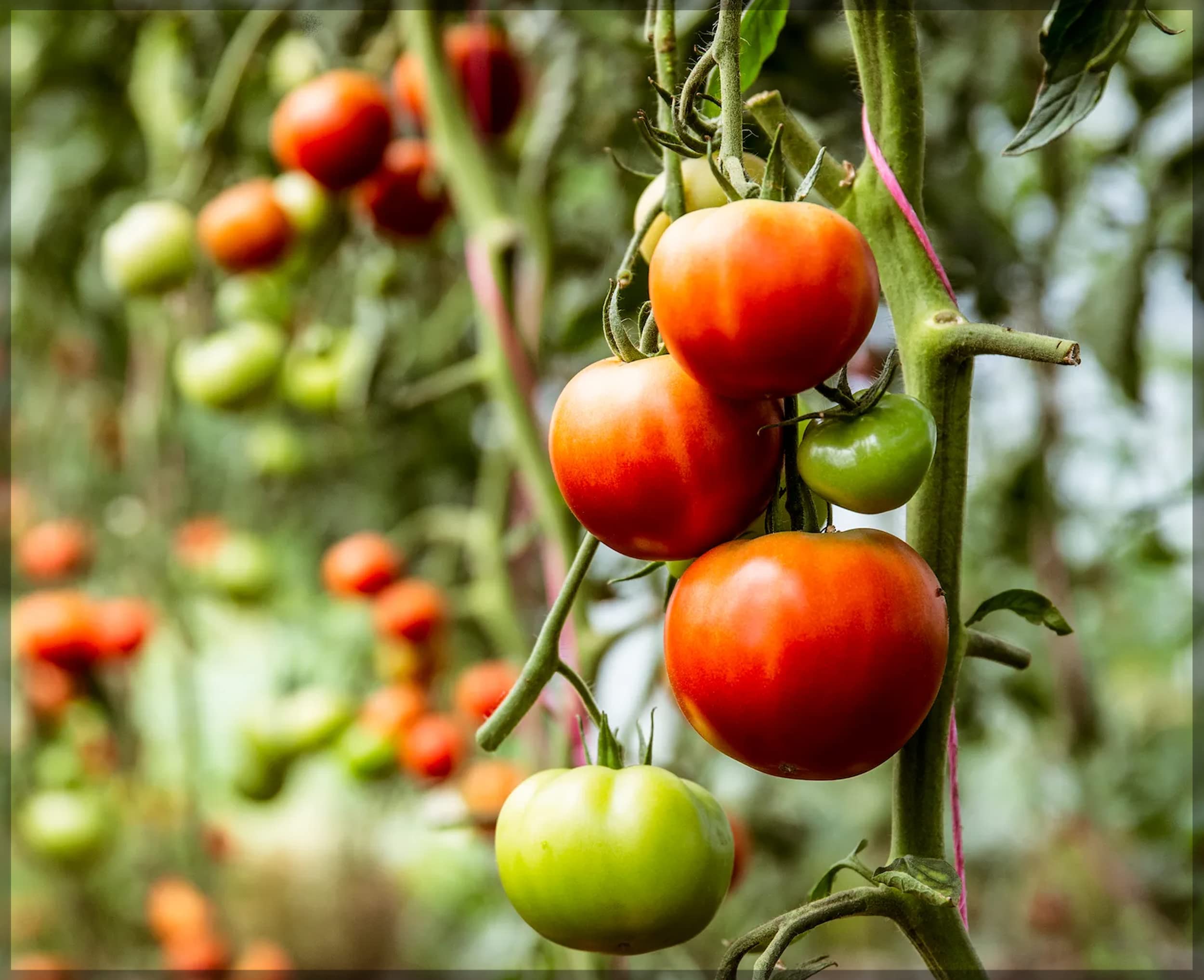 Tomato Country/Naati Tomato Traditional Seeds (Pack of 50+ Seeds) - Ourseeds (B0BRHC8S5T) Amazon Price History, Amazon Price Tracker