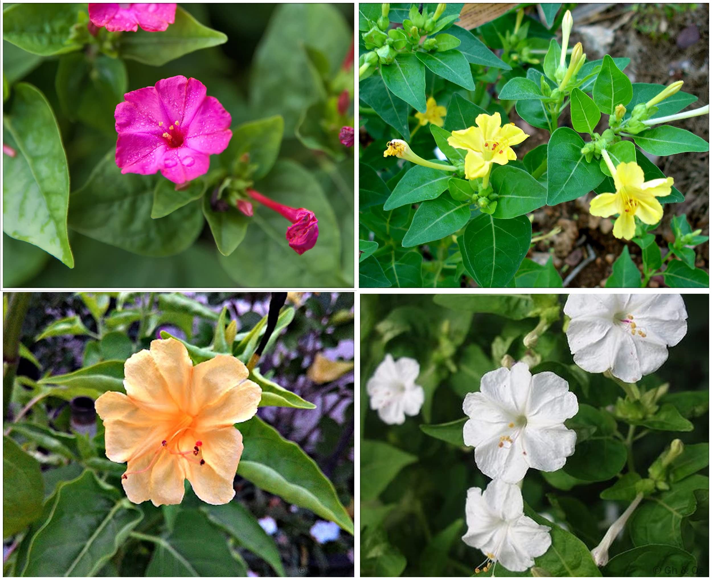 Gardenhunt 4O Clock / Four O Clock Combo (Mirabilis Jalapa / Marvel Of Peru) Flower Seeds (Pack Of 4 Colors, Each 5+ Seeds, Separately Packed) (B0BCYLMY8Q) Amazon Price History, Amazon Price Tracker