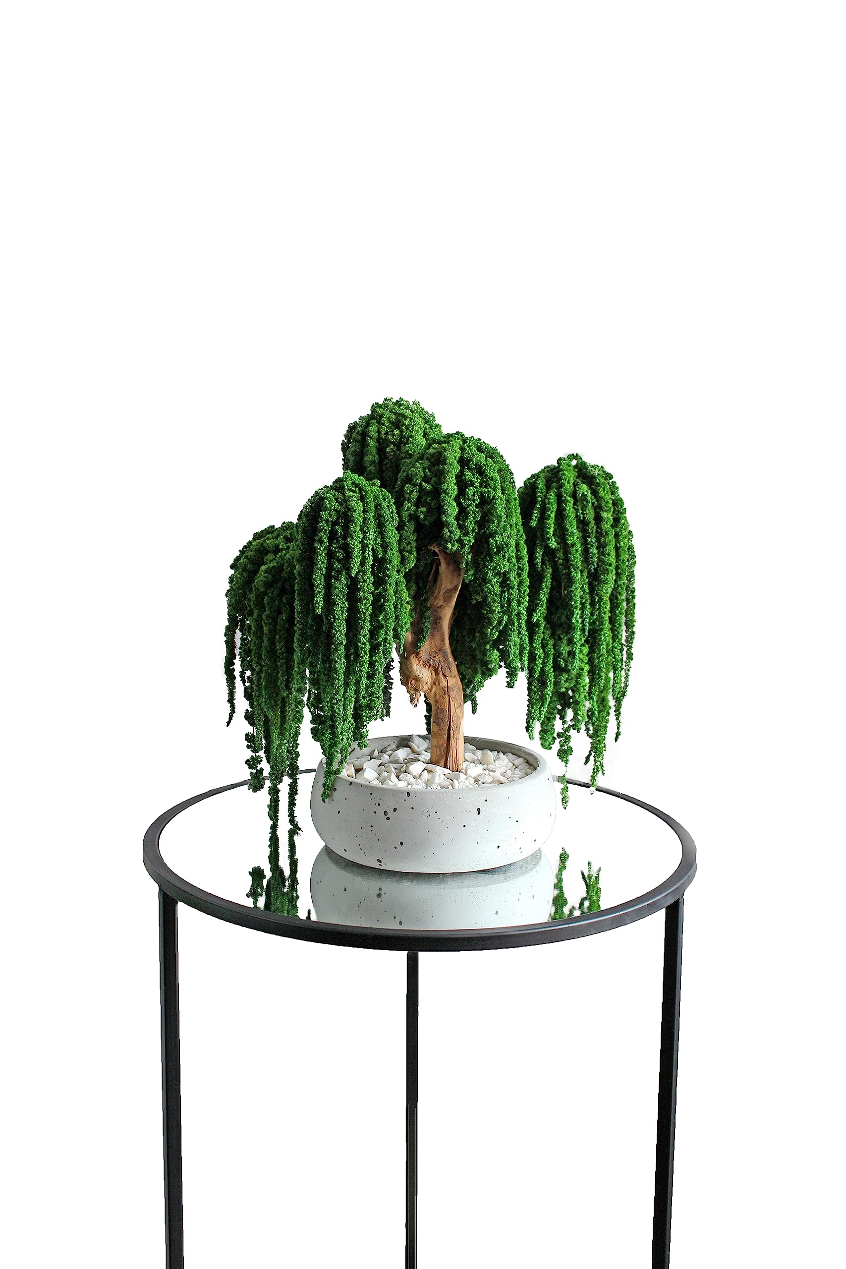 Arbre de bonsaï saule d'intérieur pour végétaliser un salon lumineux