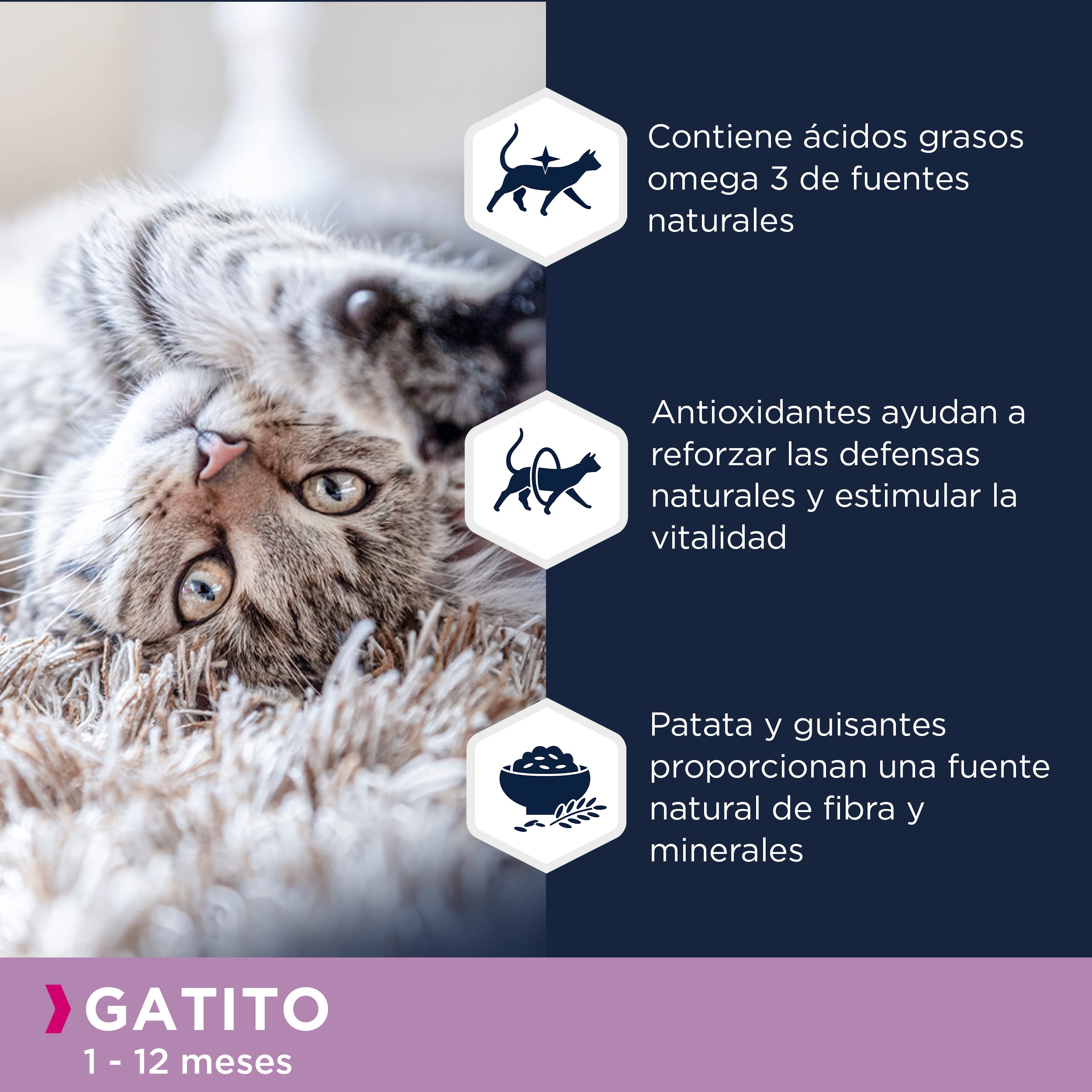 EUKANUBA Grain Free Alimento Seco para Gatitos en Crecimiento, Alimento Seco Premium Rico en Salmón para Gatitos, 10 kg