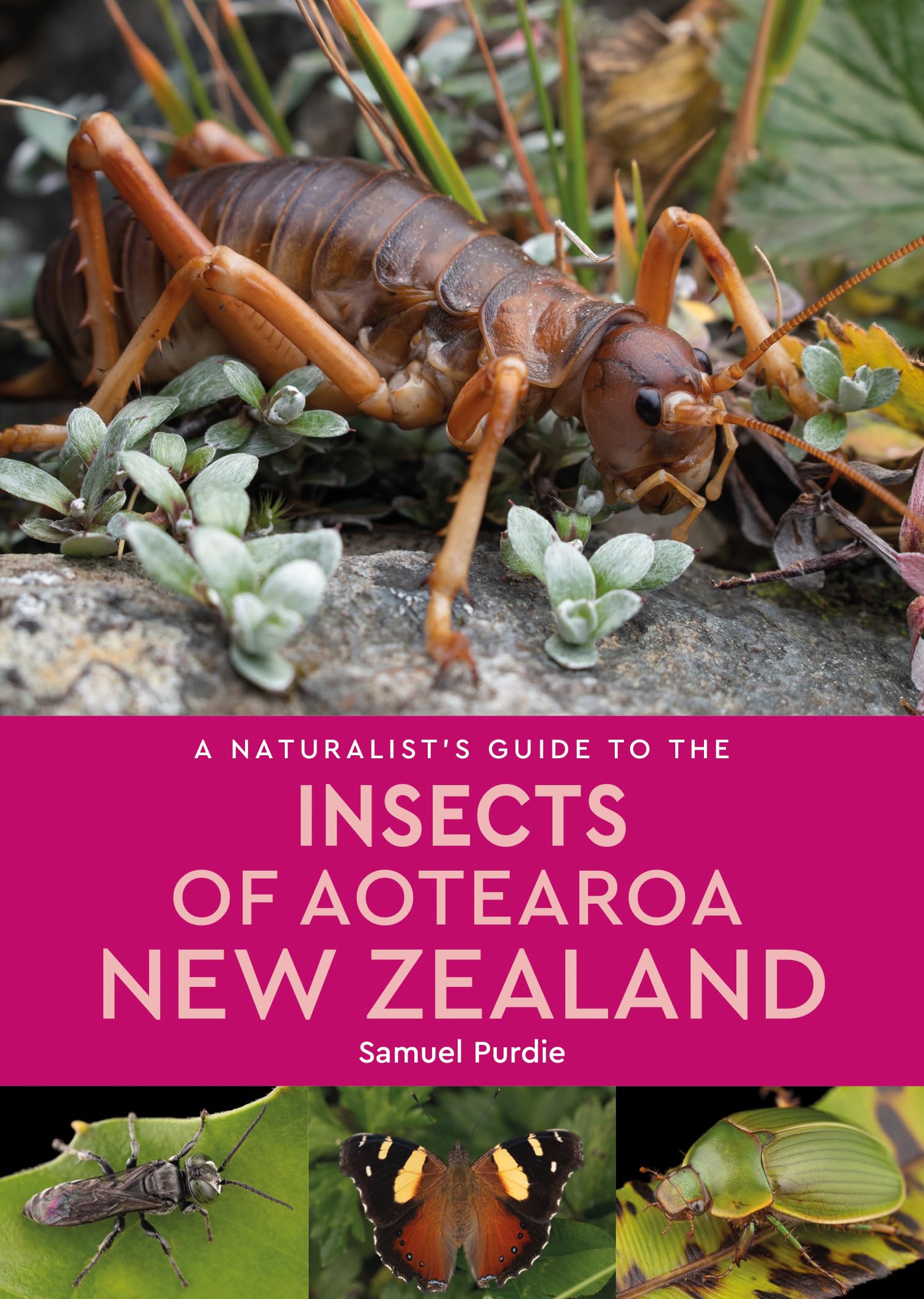 A Naturalist's Guide To The Insects Of Aotearoa New Zealand